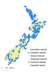Asplenium gracillimum distribution map based on databased records at AK, CHR, OTA & WELT.
 Image: K. Boardman © Landcare Research 2017 CC BY 3.0 NZ